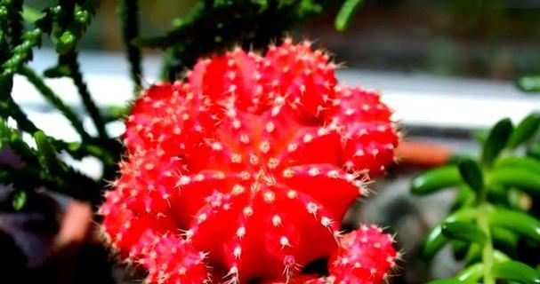 绯色玫瑰花的花语是什么？绯色玫瑰的寓意有哪些？