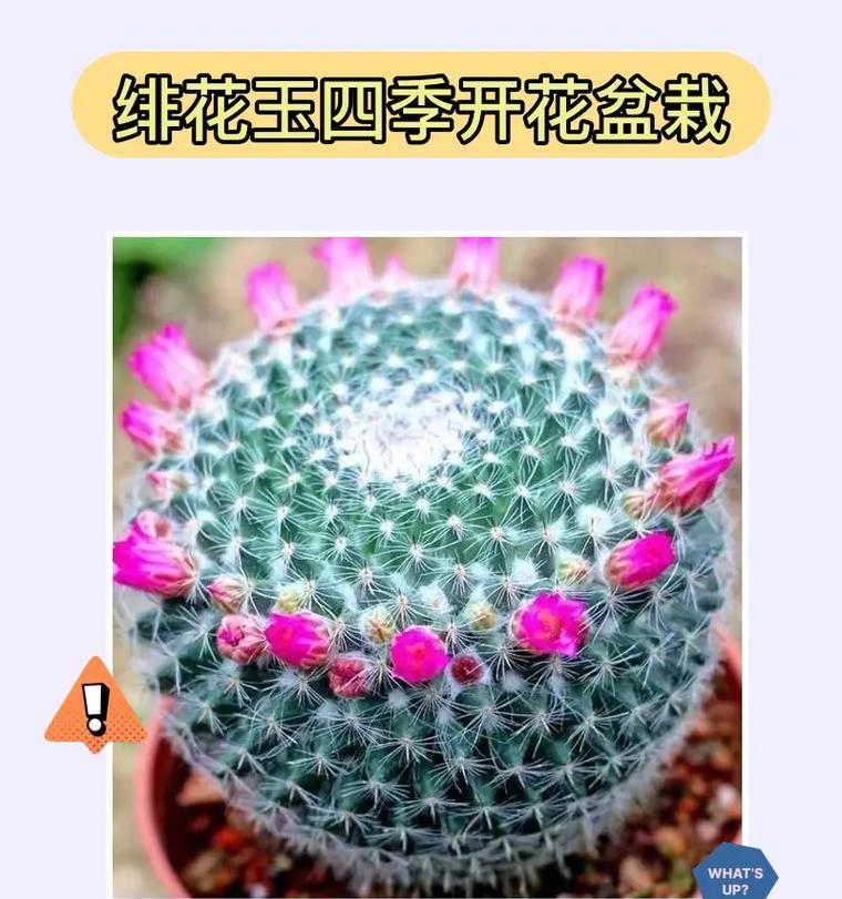 绯色玫瑰花的花语是什么？绯色玫瑰的寓意有哪些？