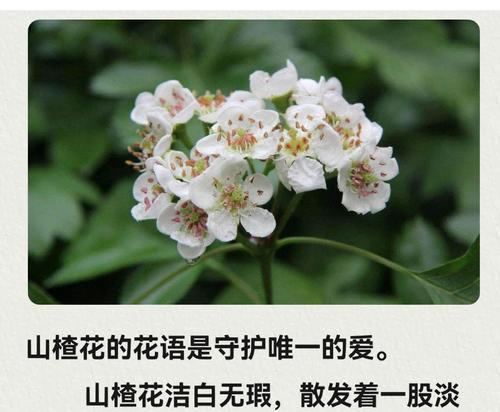 家里种什么花象征爱情？