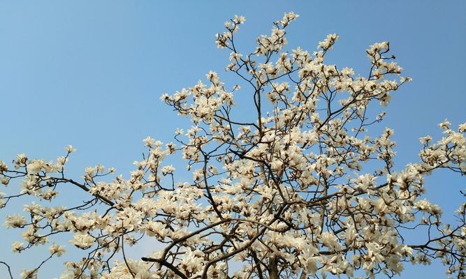 青色梅花的花语是什么？青色梅花有哪些特别含义？
