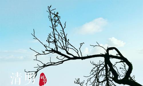 青色梅花的花语是什么？青色梅花有哪些特别含义？