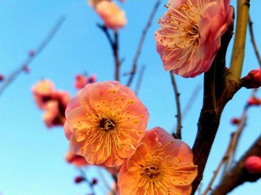 青色梅花的花语是什么？青色梅花有哪些特别含义？