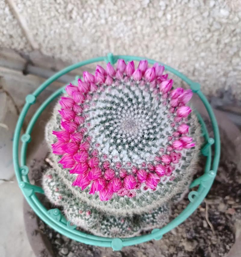 象征爱情石像的花有哪些？它们的花语是什么？