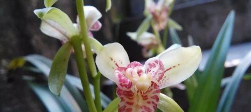 玉如意花象征着什么？