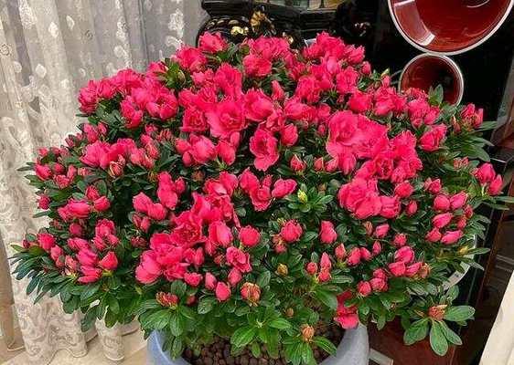 春节送什么花有吉祥寓意？春节花卉的吉祥含义是什么？
