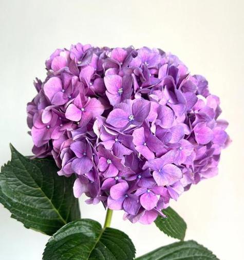 梓色花的花语是什么？