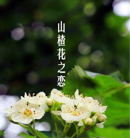 西溪花朝节有哪些风俗？花朝节的意义是什么？