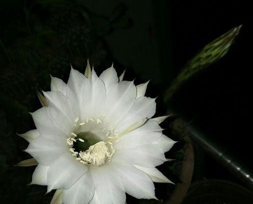 仙人球开白花意味着什么？白色花的寓意是什么？