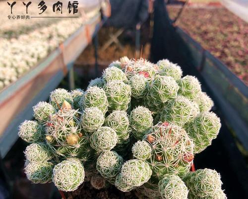 仙人球开白花意味着什么？白色花的寓意是什么？