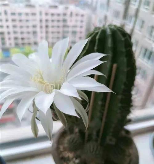仙人球开白花意味着什么？白色花的寓意是什么？