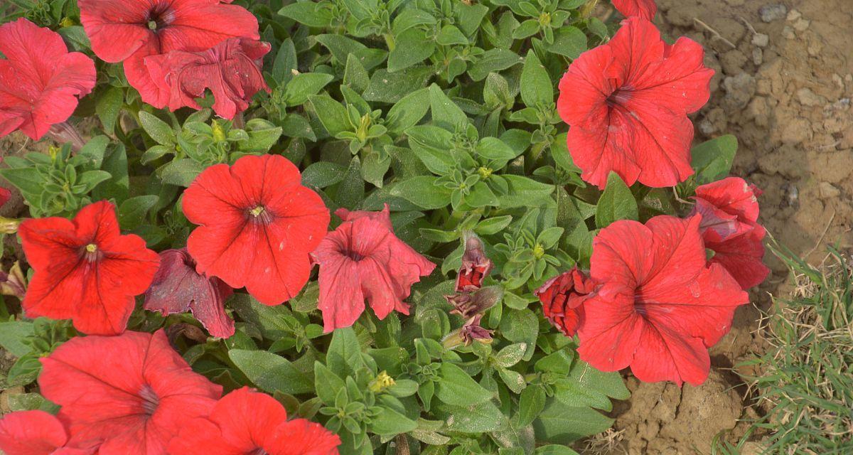 红色牵牛花的象征意义是什么？红色牵牛花代表什么？