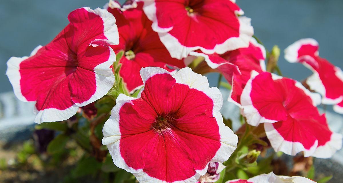 红色牵牛花的象征意义是什么？红色牵牛花代表什么？