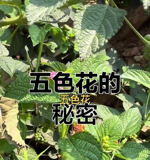 五色花代表什么？五色花语有哪些？