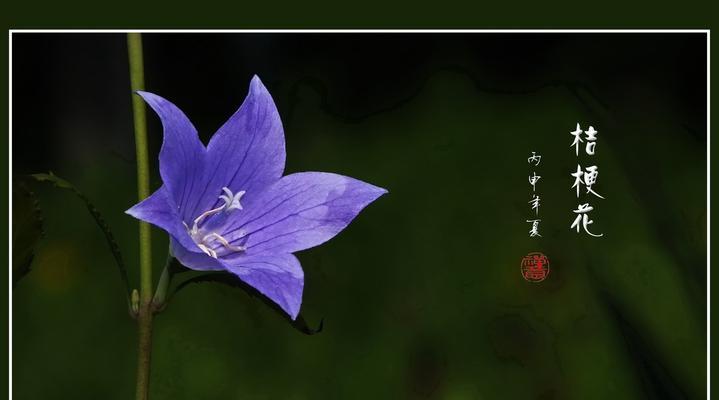 黑色桔梗花象征着什么？
