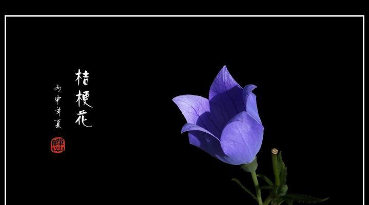 黑色桔梗花象征着什么？