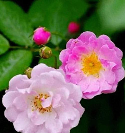 哪种花寓意平静安宁？