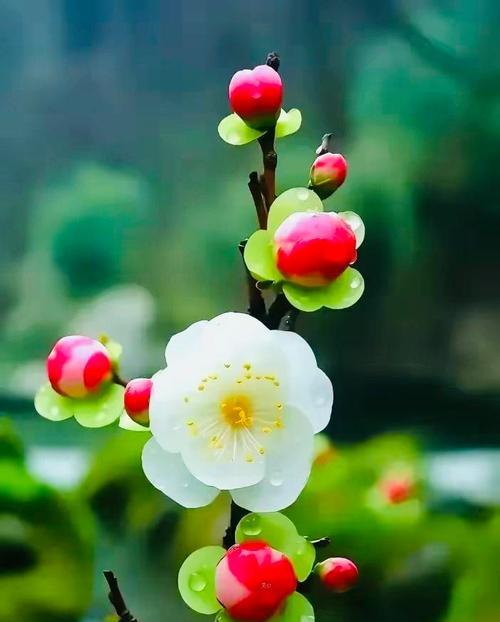 哪种花寓意平静安宁？