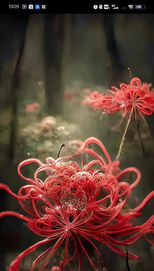 哪种花象征着圣洁的爱情？它的花语是什么？