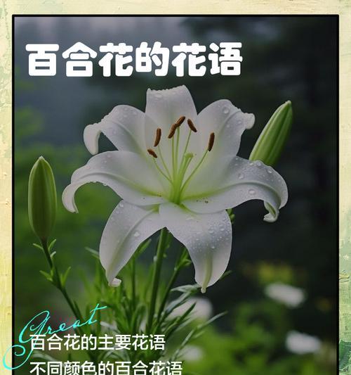 好运花象征什么？它的花语有哪些？