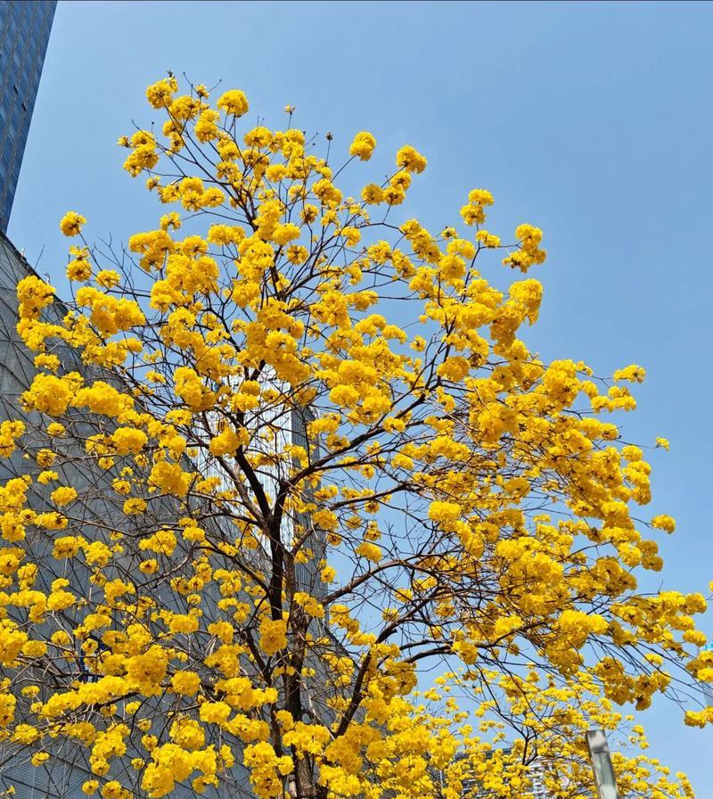 不同季节的花语有哪些？