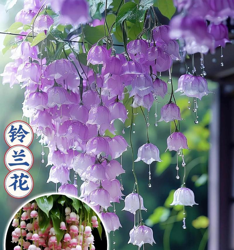 不同季节的花语有哪些？