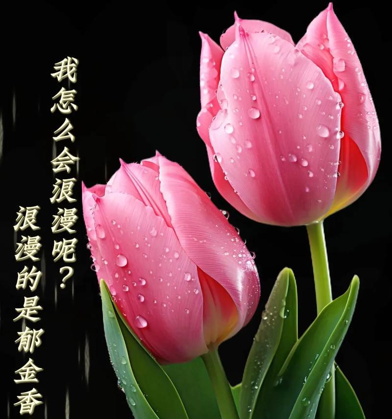 不同季节的花语有哪些？