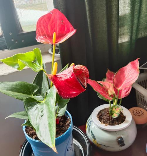 如意花养在家中的意义是什么？如意花的象征含义是什么？