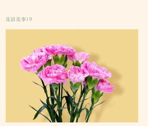 哪些花象征着快乐？快乐花语有哪些？