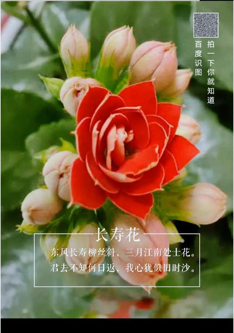 象征长寿的花卉有什么花？它们各自代表了哪些长寿的寓意？