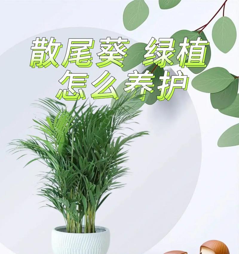 夏日葵色的花语是什么？夏日葵代表什么？