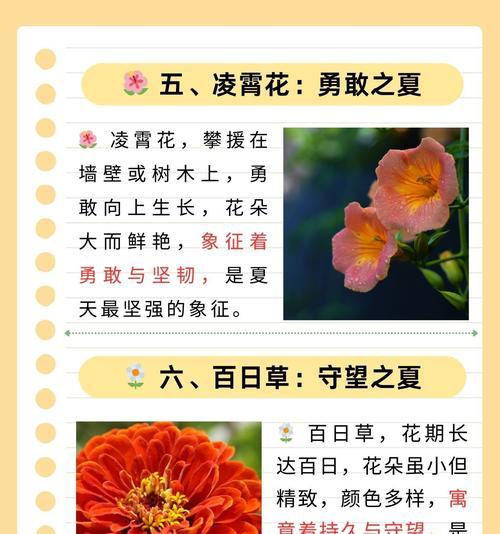 夏日葵色的花语是什么？夏日葵代表什么？