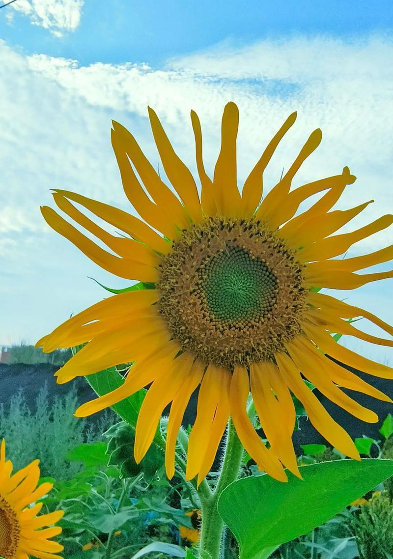 夏日葵色的花语是什么？夏日葵代表什么？