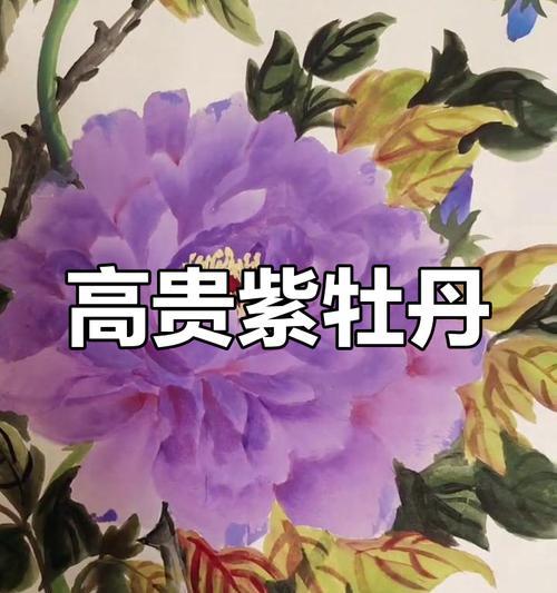 紫色牡丹花的特别寓意是什么？