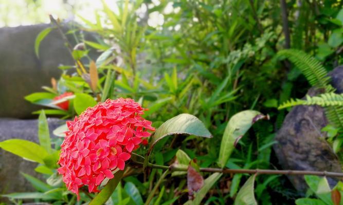 端午节送花有什么寓意？适合端午节的花有哪些？