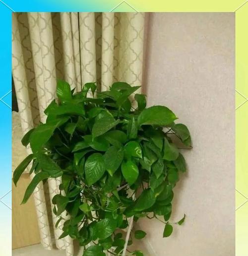 绿萝花的寓意是什么？绿色绿萝花象征着什么？