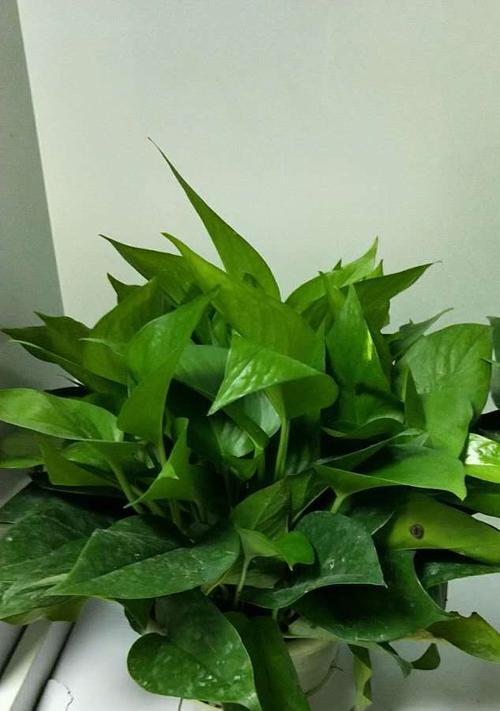 绿萝花的寓意是什么？绿色绿萝花象征着什么？