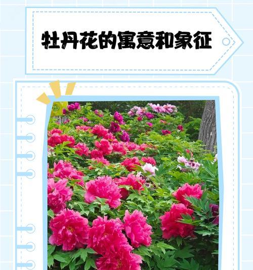 紫红色牡丹花的寓意是什么？牡丹花的花语有哪些？