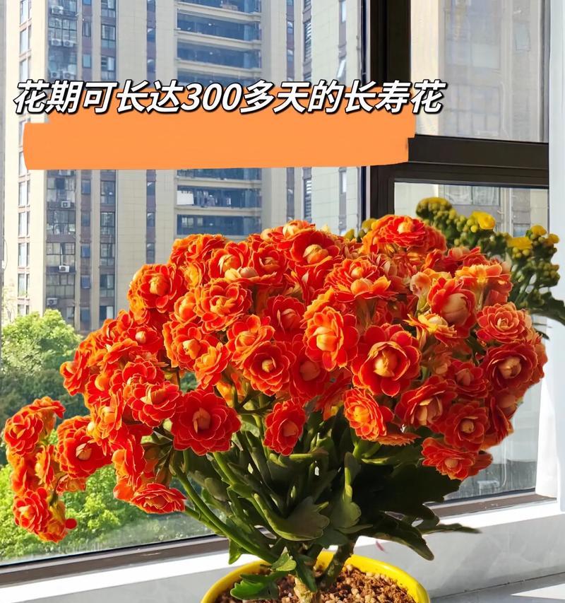 生日送长寿花代表什么？长寿花的寓意是什么？