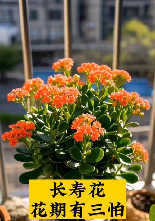 生日送长寿花代表什么？长寿花的寓意是什么？