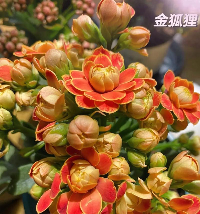 生日送长寿花代表什么？长寿花的寓意是什么？