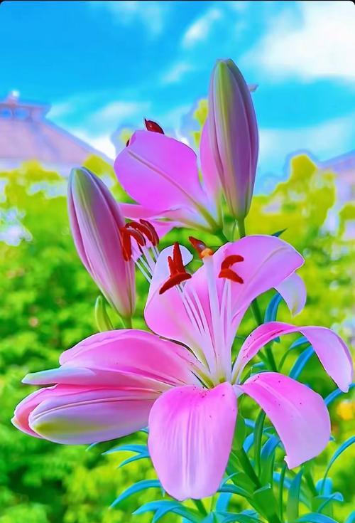 百合花的花语和寓意粉色是什么？
