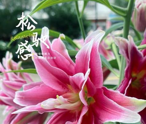 百合花的花语和寓意粉色是什么？