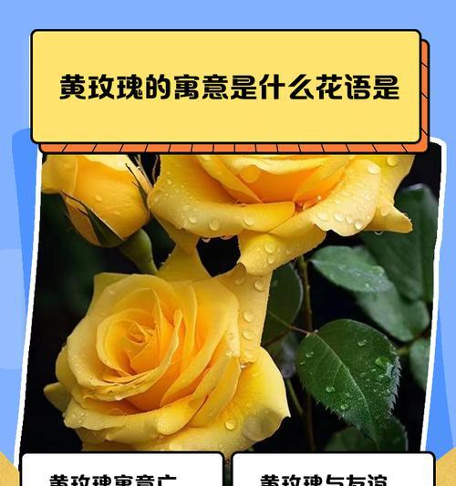 小头玫瑰黄色的花语是什么？黄色小头玫瑰的含义是什么？