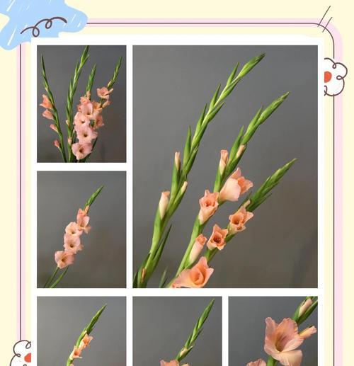 白色剑兰的花语是什么？剑兰花语有哪些含义？