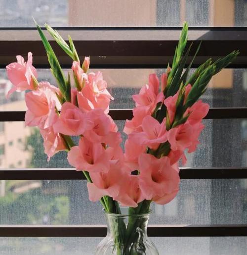 白色剑兰的花语是什么？剑兰花语有哪些含义？