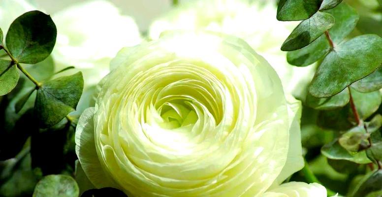 哪种花象征一生平安如意？它的花语有何深意？