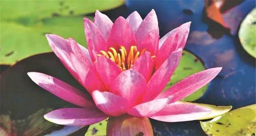 白色花代表大无畏精神吗？它们的寓意是什么？