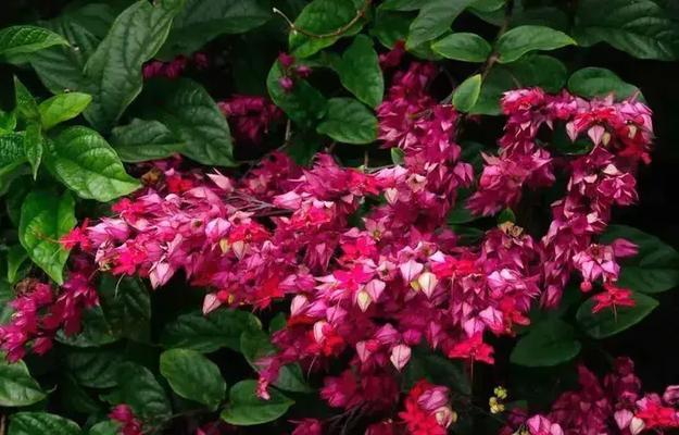白色花代表大无畏精神吗？它们的寓意是什么？