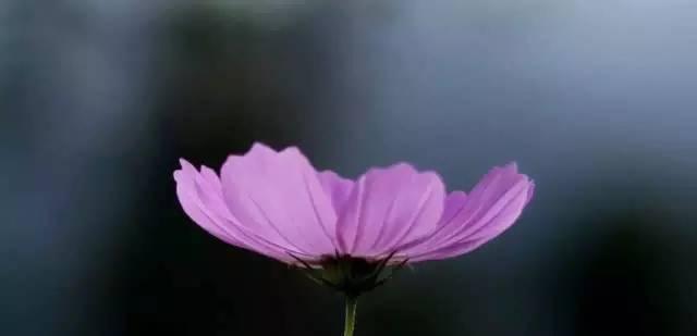 白色花代表大无畏精神吗？它们的寓意是什么？