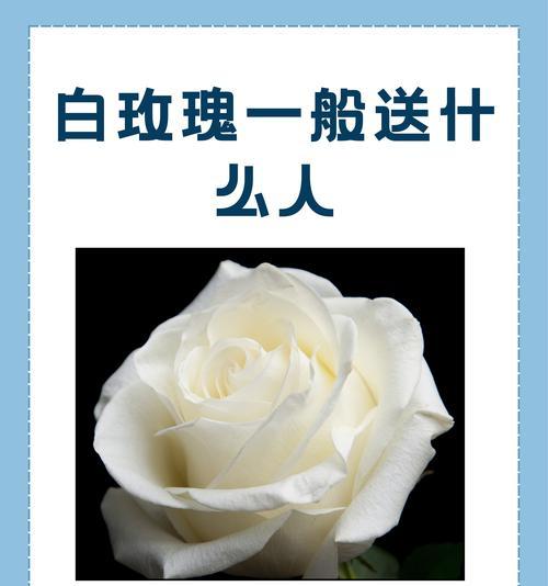 圣诞送白色的花寓意是什么？白色花在节日中的象征含义？